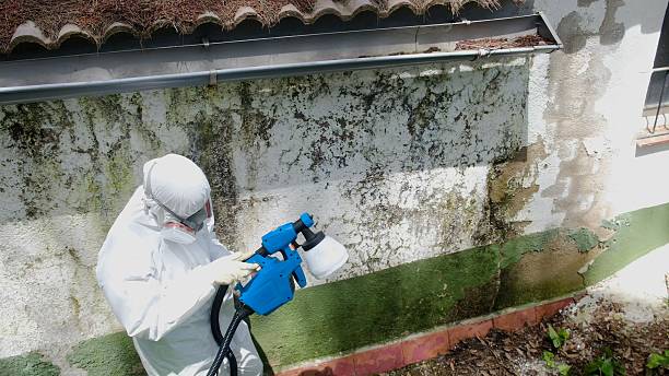 Top rated local Basement Mold Removal specialists in Erie, PA